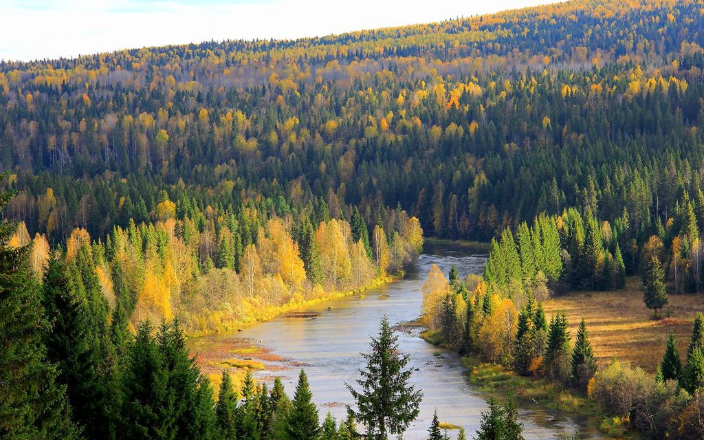 Губернаторы Северо-Западного федерального округа просят помочь лесопромышленным предприятиям регионов