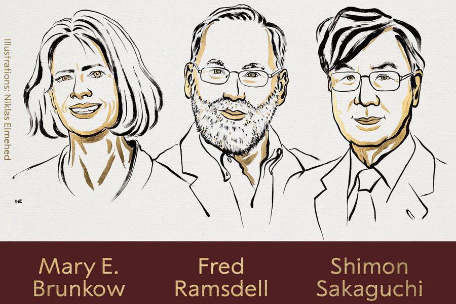 Открыли «отдел безопасности» внутри иммунитета. За что дали Нобелевку по медицине в 2025 году