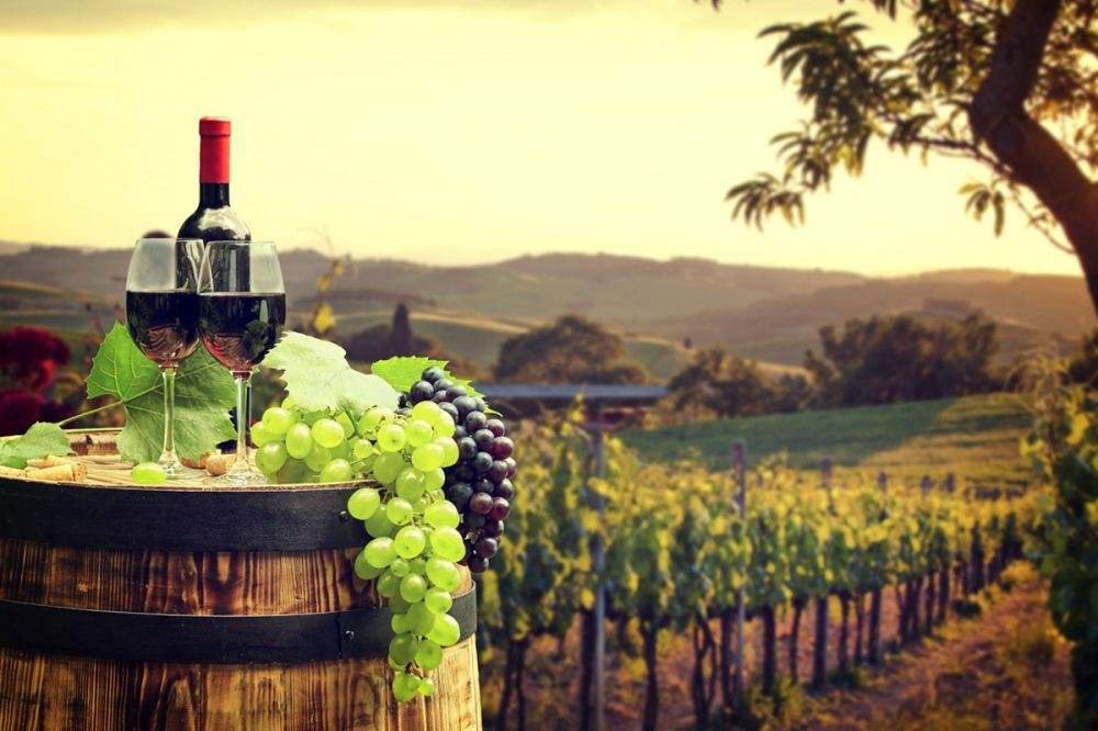Выгодно ли сейчас инвестировать в виноделие?
