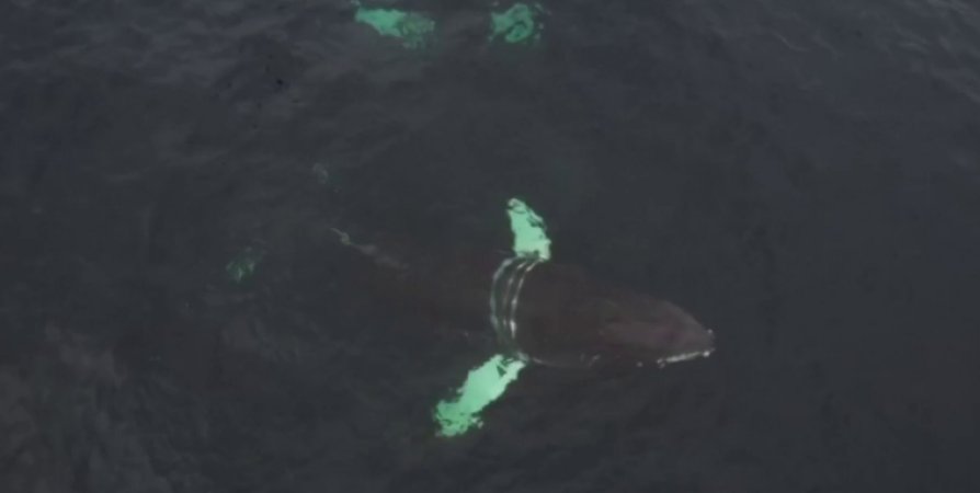 На Териберке спасли горбатого кита Станислава