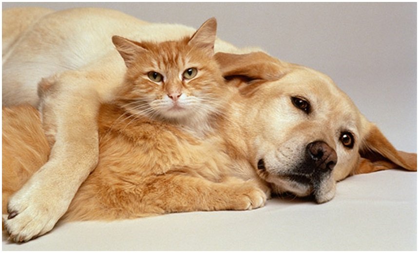 Кошки против собак: «Ингосстрах» узнал, каких животных предпочитают россияне