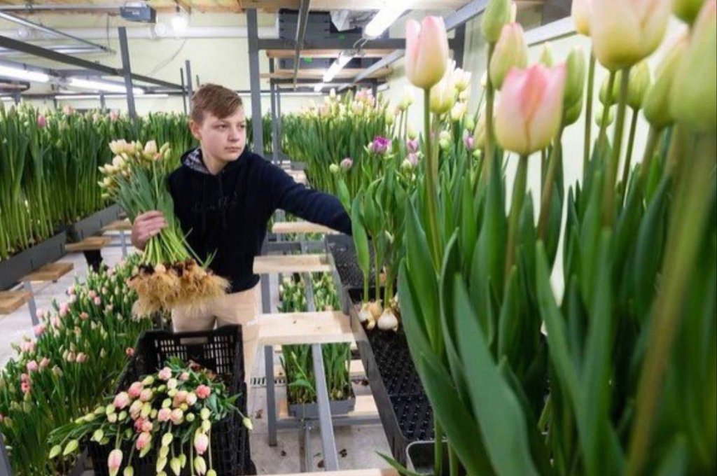 Школьник из Ленобласти вырастил ко Дню святого Валентина несколько тысяч тюльпанов.