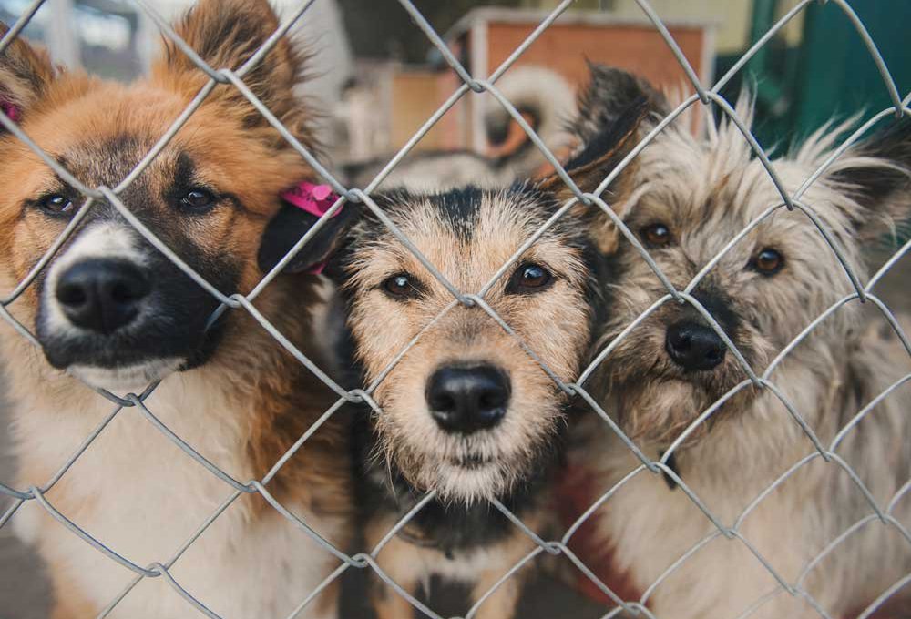 В Госдуму внесли законопроект, предоставляющий право регионам принимать решение об отлове бездомных животных