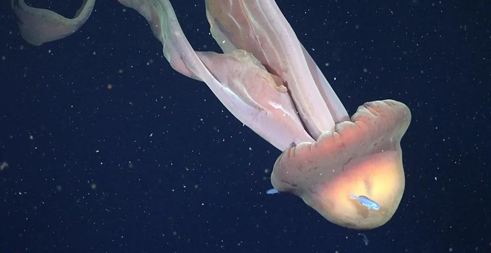 У побережья Аргентины зафиксировали редкую десятиметровую медузу