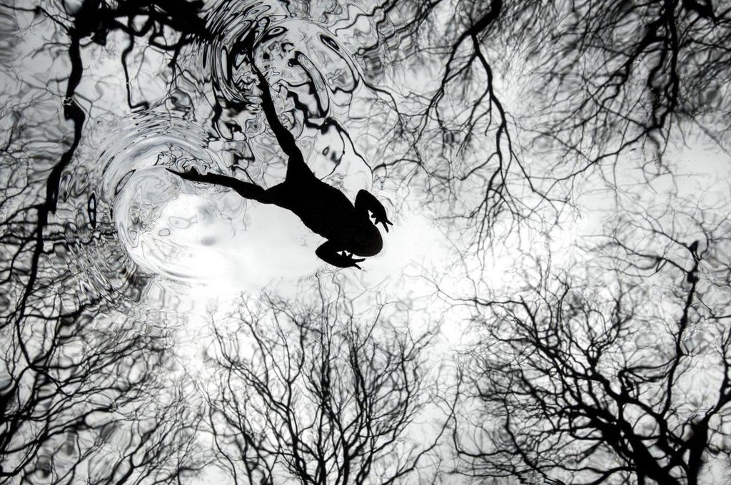 Победители British Wildlife Photography Awards 2026